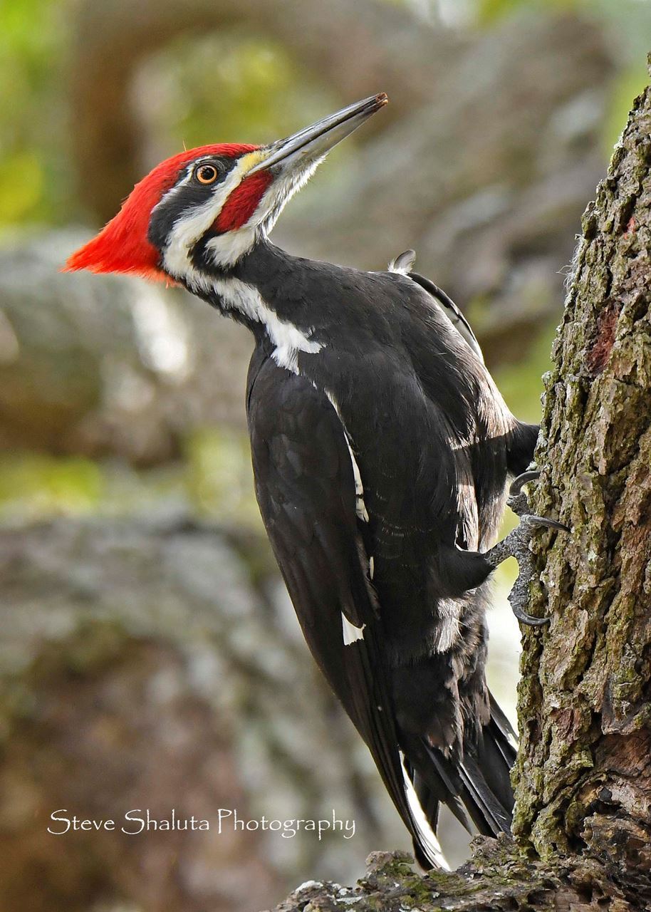 Photo Pileated Woodpecker
